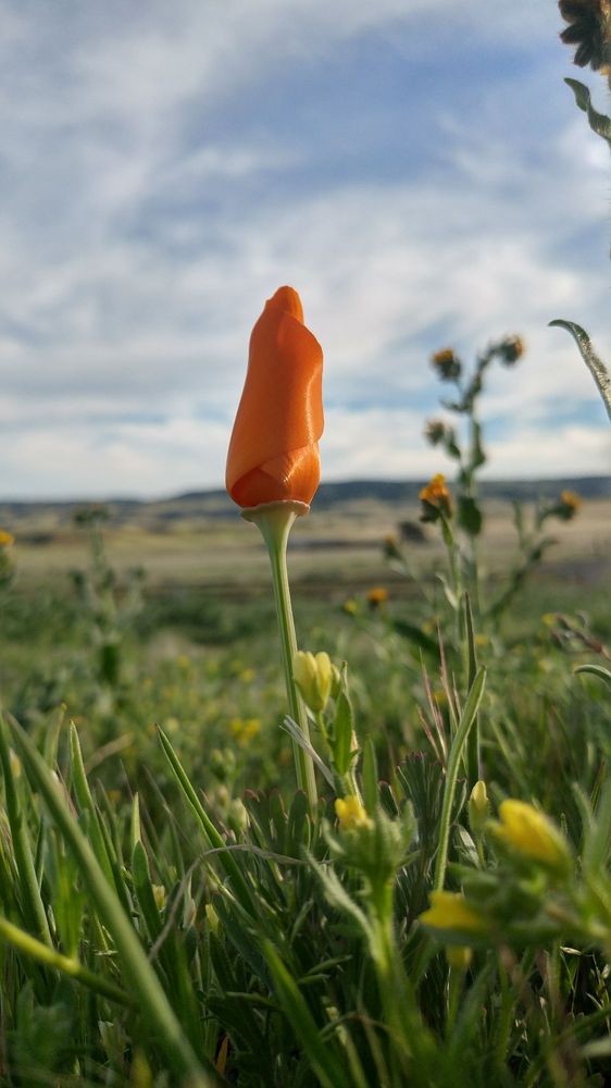 Antelope Valley California Poppy Reserve 994 Photos & 203 Reviews