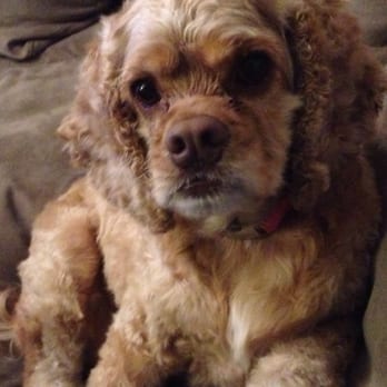 Dog Grooming West Ashley Sc Dog Grooming West Ashley Sc