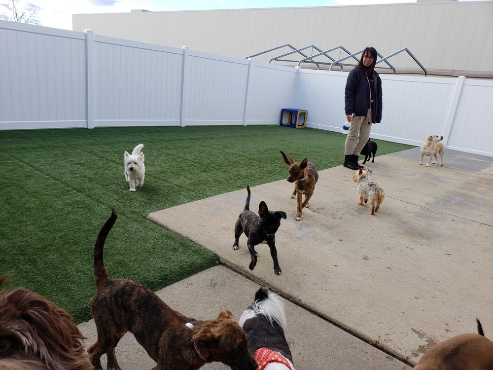 Dogizone 45 Photos 43 Reviews Pet Training 501 E Gude Dr