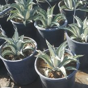 Macias Nursery Thenurseries Macias Nursery 26 Photos Nurseries Gardening 29900 Sierra