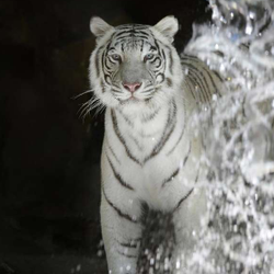 photo of siegfried roys secret garden and dolphin habitat las vegas nv - Siegfried Roys Secret Garden And Dolphin Habitat photo of siegfried roys secret garden and dolphin habitat las vegas nv - Siegfried Roys Secret Garden And Dolphin Habitat