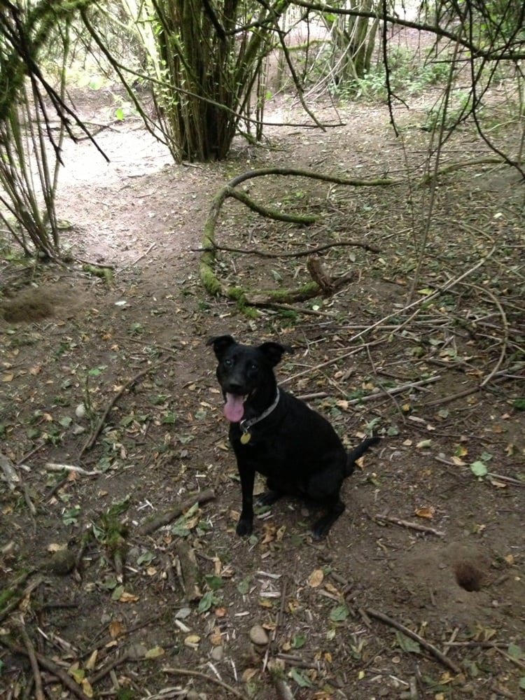 Westcrest Park Off Leash Area 32 Photos & 73 Reviews Dog Parks