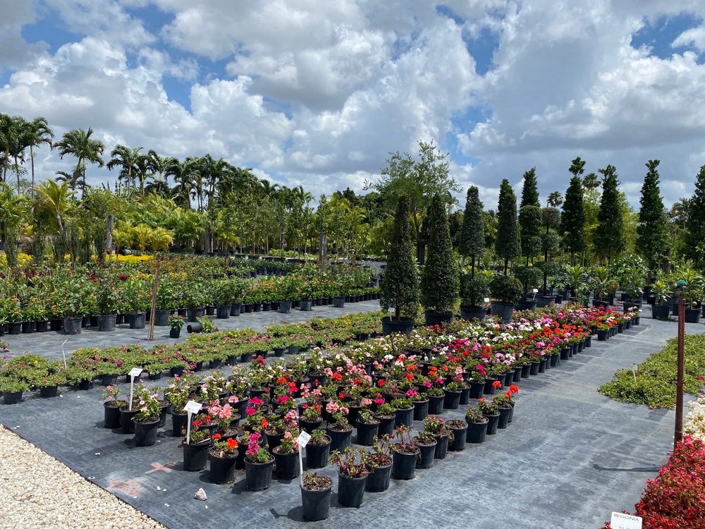 Aguazul Nursery