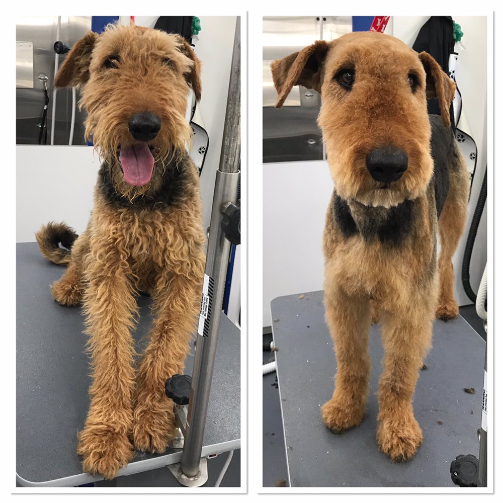 paw spa mobile pet grooming