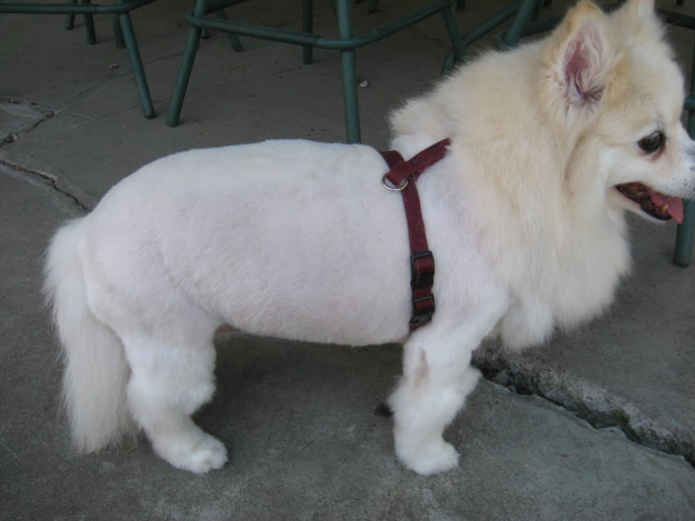 american eskimo dog new mexico this is sasha an american eskimo i gave a modified lion cut to yelp american eskimo dog new mexico this is sasha an american eskimo i gave a modified lion cut to yelp