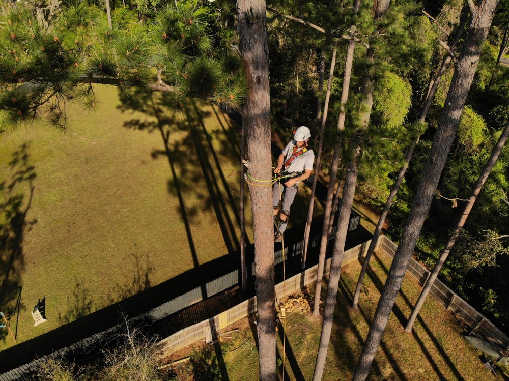 Arborists By Nature