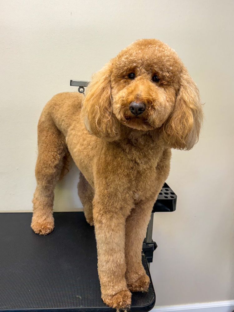 Luxe Dog Grooming