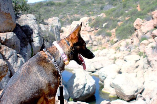 Mira Mesa Neighborhood Guide - San Diego, CA | Trulia