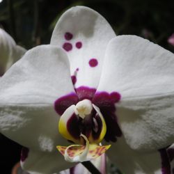 Orchid Show - Fort Lauderdale Orchid Society - Temp. CLOSED - 49 Photos