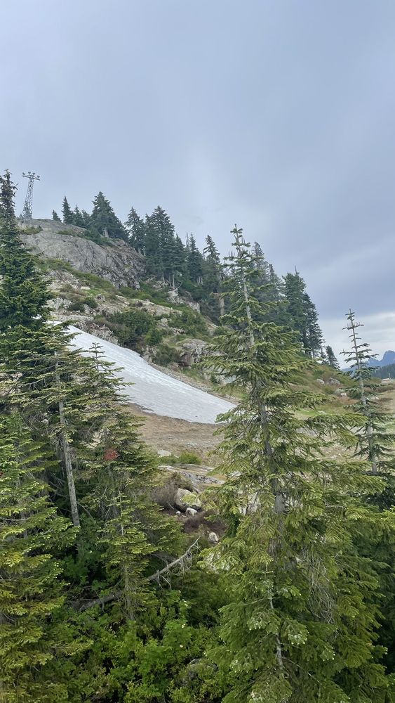 Grouse Mountain Ziplines