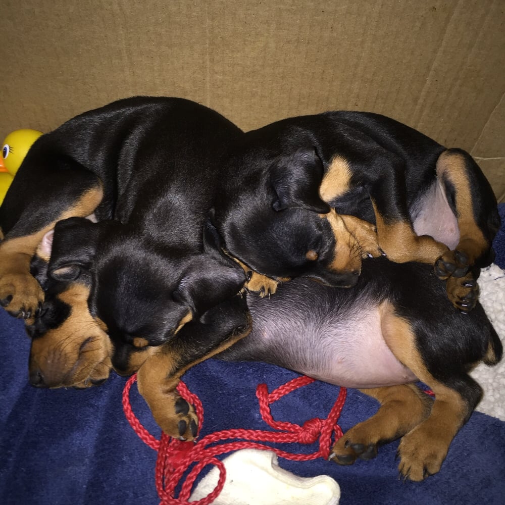 Pico Rivera Animal Hospital 62 Photos & 141 Reviews Veterinarians