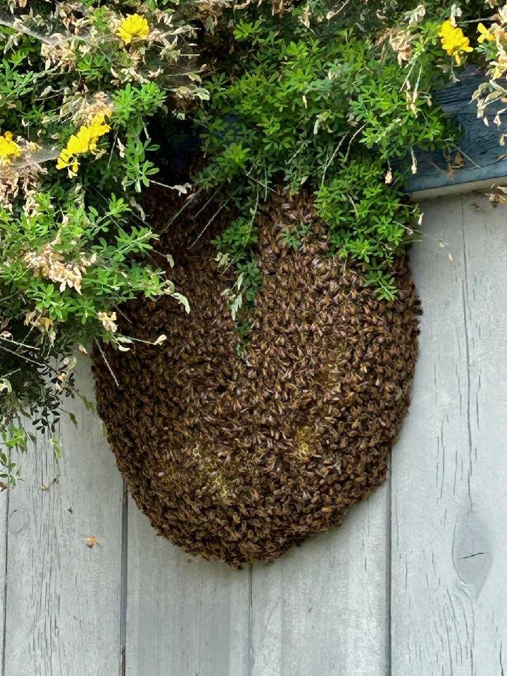 Bugs Bee Dead