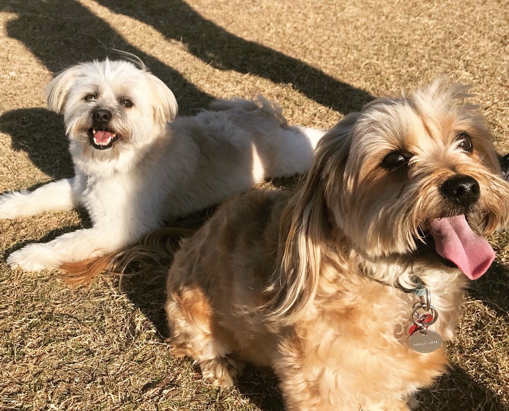 railroad-dog-park-16-photos-15-reviews-dog-parks-1301-s