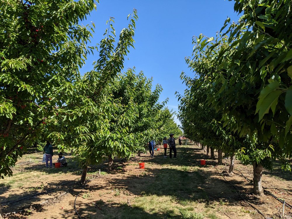 Chavez U-Pick Cherries