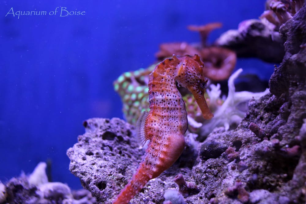 Aquarium Of Boise 64 Photos & 53 Reviews Aquariums 64 N Cole Rd