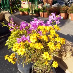 Armstrong Garden Centers 60 Photos 32 Reviews Nurseries Photo Of Armstrong Garden Centers La Canada Flintridge Ca United States Fall