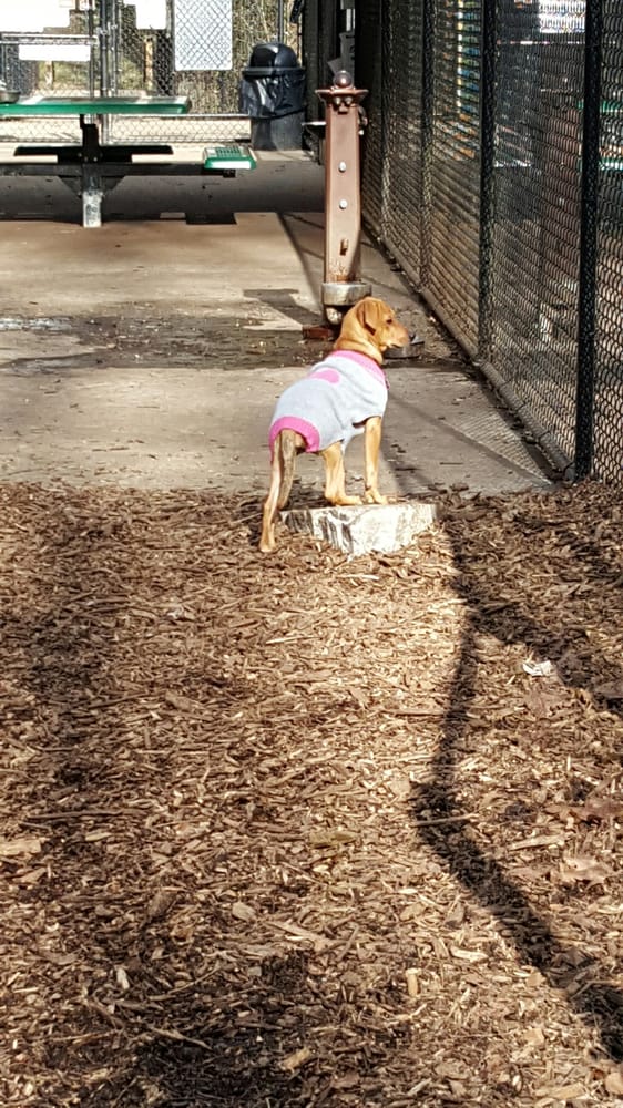 Cabin John Dog Park