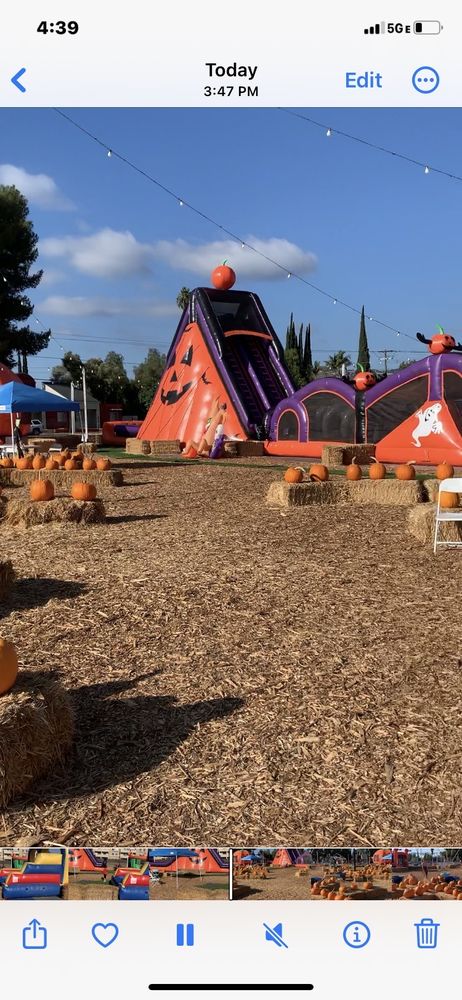 Tom's Adventures Pumpkin Patch and Christmas Trees