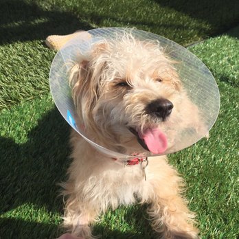 Cheap Vets In Long Beach Ca Cheap Vets In Long Beach Ca