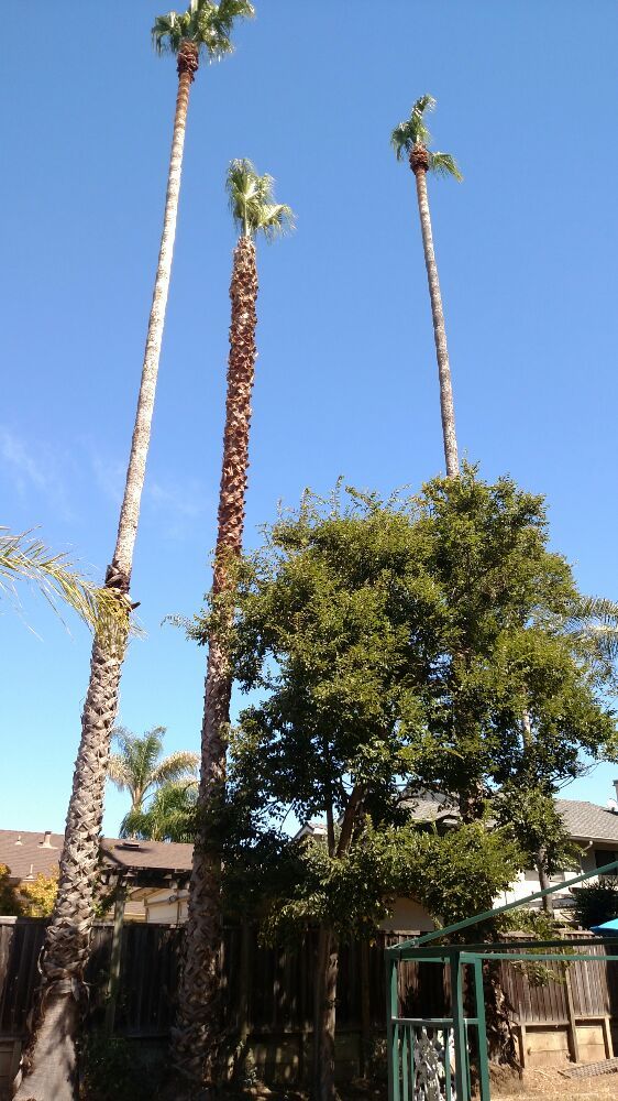 Golden State Tree Service