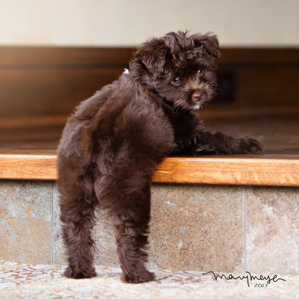 Karma Dog Training Houston Karma Dog Training Houston