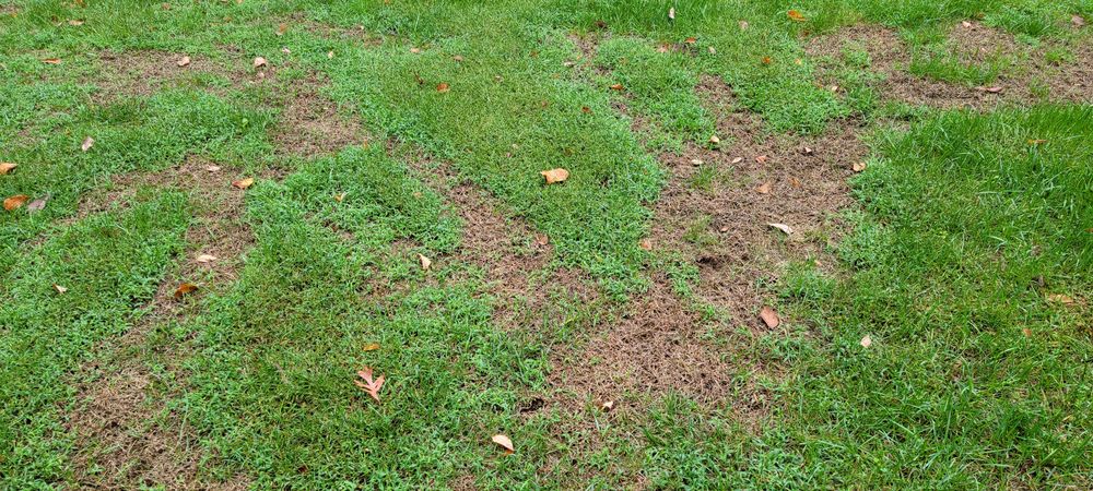 Top Turf Lawn Care and Pest Management