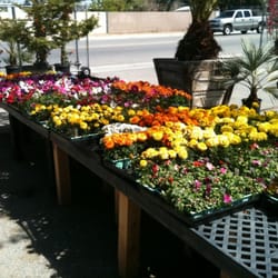 Calloway Nursery Closed Nurseries Gardening 2828 Dr Photo Of Calloway Nursery Bakersfield Ca United States