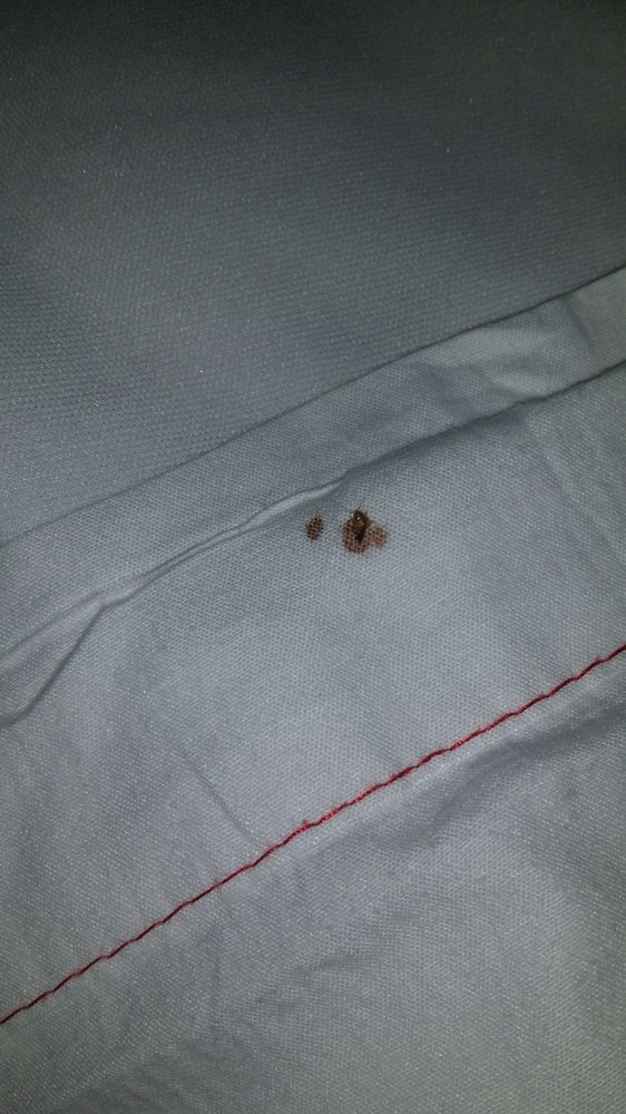 blood stain from squished bed bug yelp