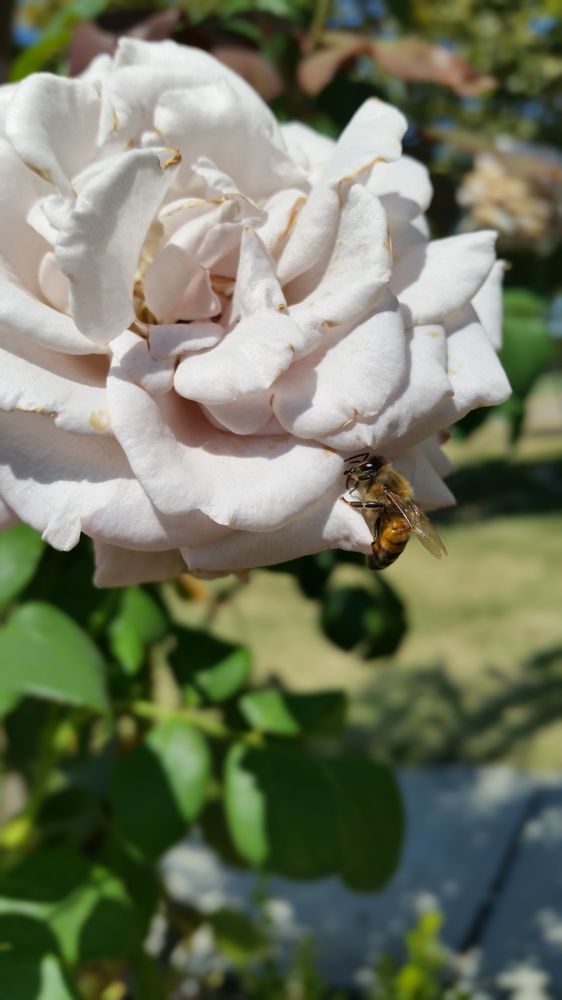 Natomas Rose Garden 117 Photos Parks 2921 Truxel Rd, Natomas