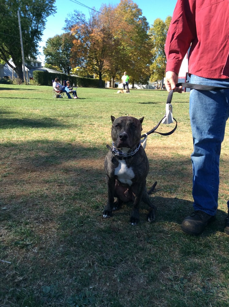 Dog Kennels Near Allentown Pa Dog Kennels Near Allentown Pa