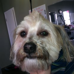 grooming columbus ohio grateful pet grooming pet groomers 5942 secor rd toledo oh united states grooming columbus ohio grateful pet grooming pet groomers 5942 secor rd toledo oh united states