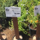 Star Nursery 71 Photos 52 Reviews Nurseries Gardening 2600 Photo Of Star Nursery North Las Vegas Nv United States