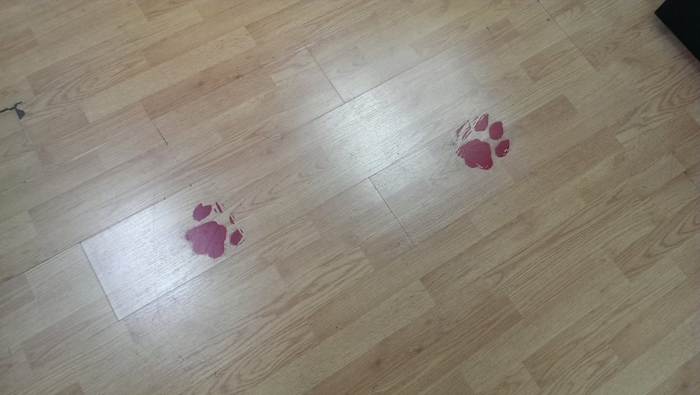 Red Prints On The Floor Including Dog Paw Yelp Photo Of Zombie Apocalypse Las Vegas Nv United States Red Prints