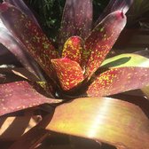 Aki Nursery 188 Photos 61 Reviews Nurseries Gardening 6900 Photo Of Aki Nursery Irvine Ca United States Lots Cool Vibrant