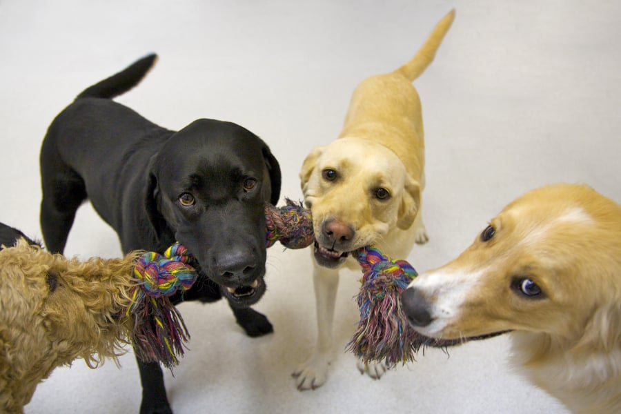 Back In the Pack Dog Daycare
