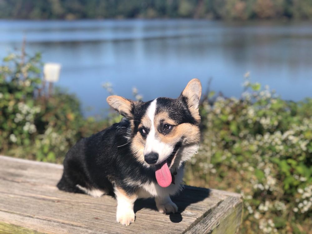 Off Leash K9 Training Woodbridge 72 Photos 58 Reviews Pet