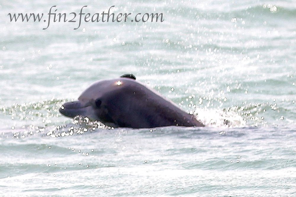 Fins To Feathers