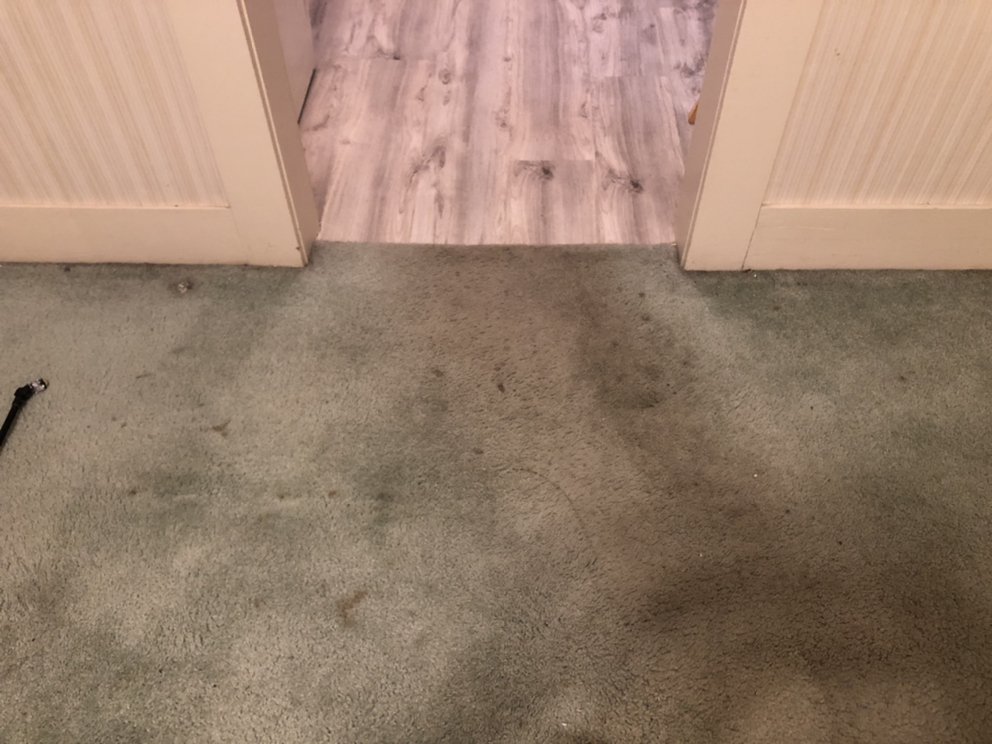 Oxi Fresh Carpet Cleaning