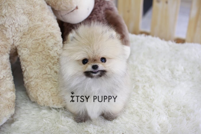 itsy puppy photos for itsy puppy yelp itsy puppy photos for itsy puppy yelp