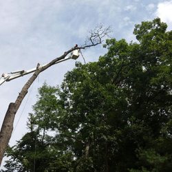 Tree Service Piscataway  Photo of Diaz Landscape Design & Tree Service - Piscataway, NJ, United States.