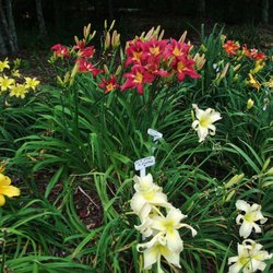 Davis Boxwood Daylily Nursery Nurseries Gardening 136 Sunset Photo Of Davis Boxwood Daylily Nursery Lowgap Nc United States Carmine