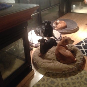 The Dog Park Inn Newport Beach The Dog Park Inn Newport Beach