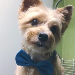 Dog Days Delight Cape Coral Fl Dog Days Delight Cape Coral Fl