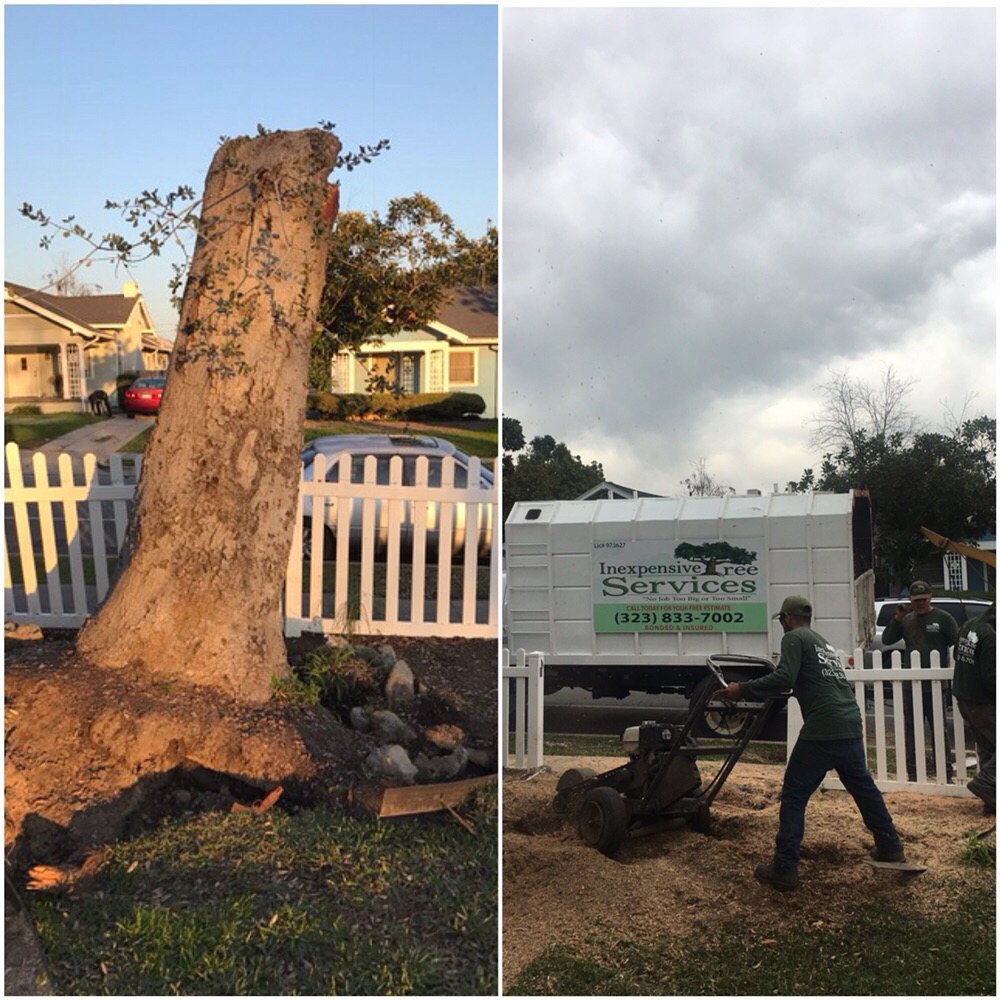 Inexpensive Tree Services 78 Photos & 104 Reviews Tree Services