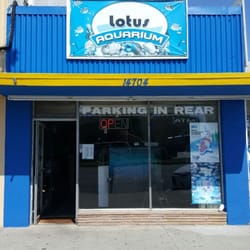 lotus aquarium 125 photos