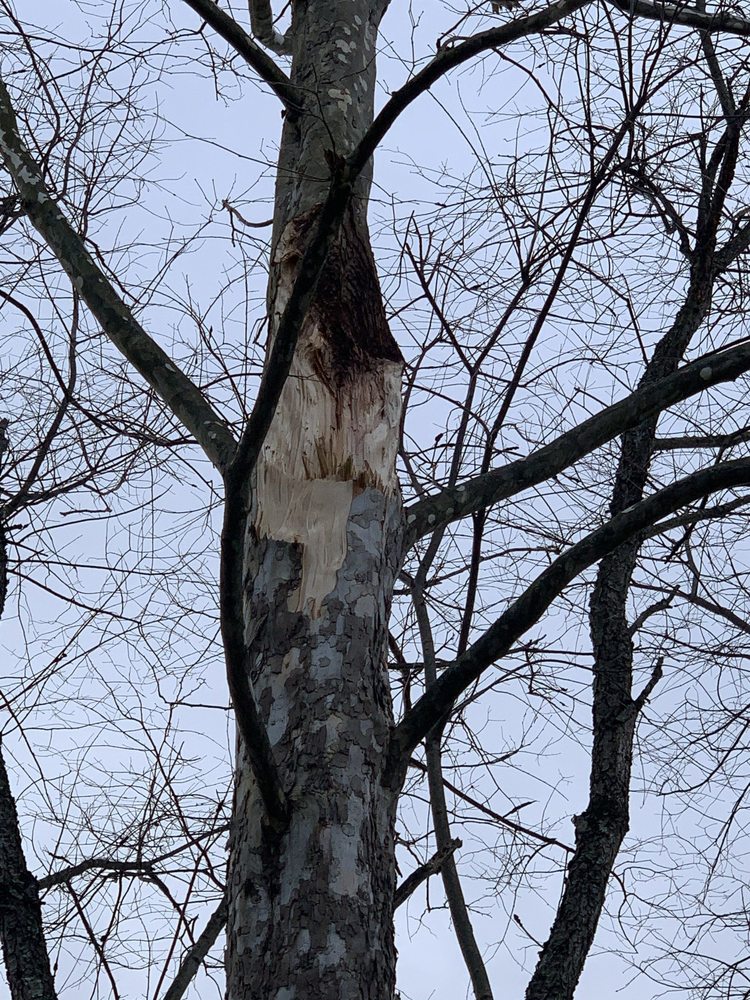 Oak and Steel Tree