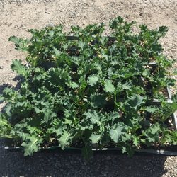 Certified Plant Growers 13 Reviews Nurseries Gardening 10524 Photo Of Certified Plant Growers Norwalk Ca United States This Curly Leaf