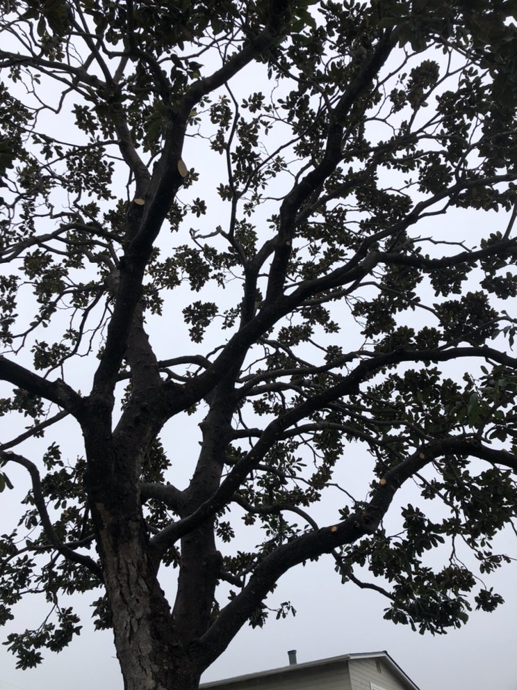 Encinal Tree Service