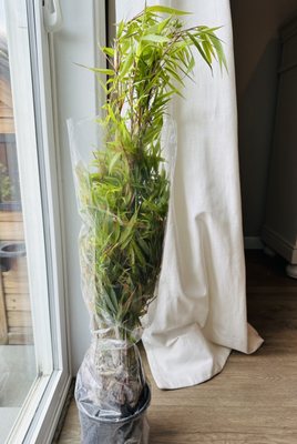 LeBeau Bamboo Nursery