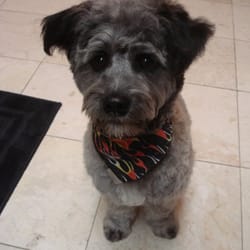 Dog Grooming In Milpitas Ca Dog Grooming In Milpitas Ca